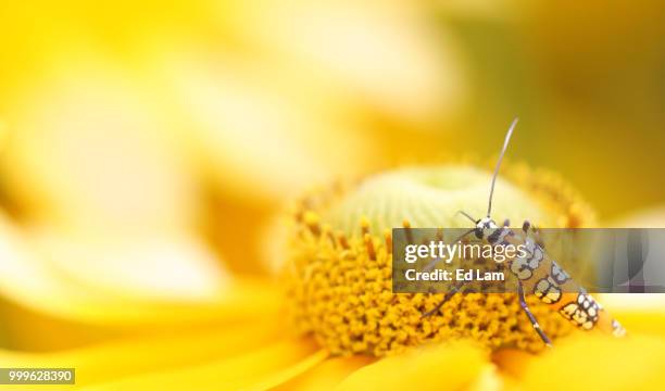 ailanthus webworm moth - lam stock pictures, royalty-free photos & images