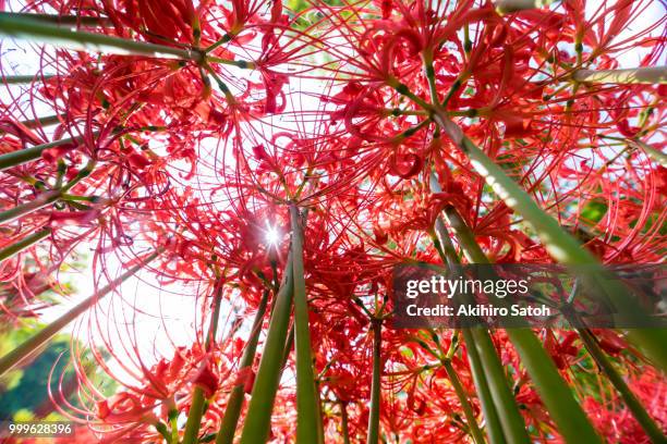 cluster amaryllis - red spider lily stock pictures, royalty-free photos & images