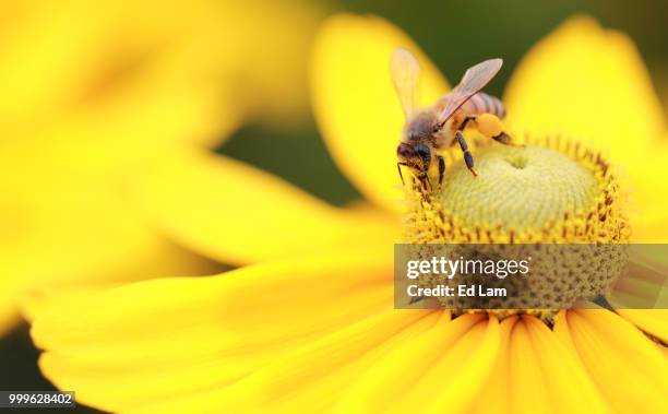 western honey bee - lam stock pictures, royalty-free photos & images