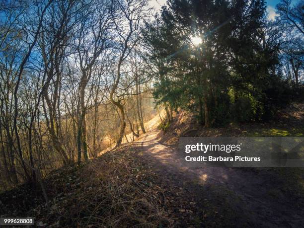 footpath into the deep german forest in springtime - sunset barbara stock-fotos und bilder