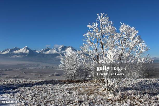 winter scenery - kezmarok - slovakia - gallo 個照片及圖片檔