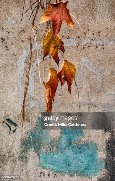 venice autumn leaves - mike caithness fotografías e imágenes de stock