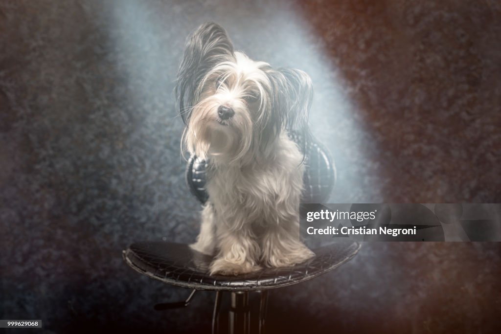 Biewer dog portrait in studio
