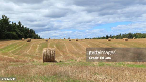 the rolling hills - lam stock pictures, royalty-free photos & images