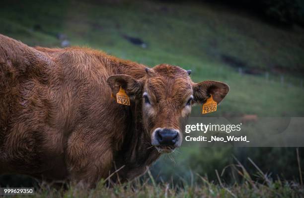 asturias - neo stock pictures, royalty-free photos & images