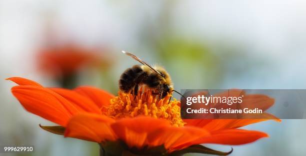 the bumble bee and the zinnia - bumble and bumble stockfoto's en -beelden