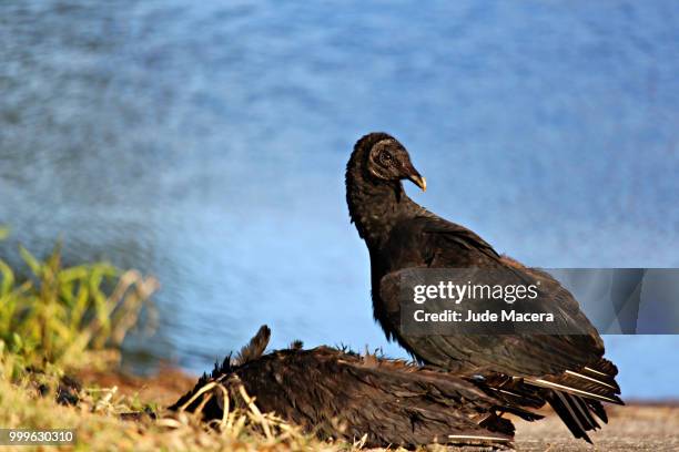 fallen brother - turkey vulture stock pictures, royalty-free photos & images