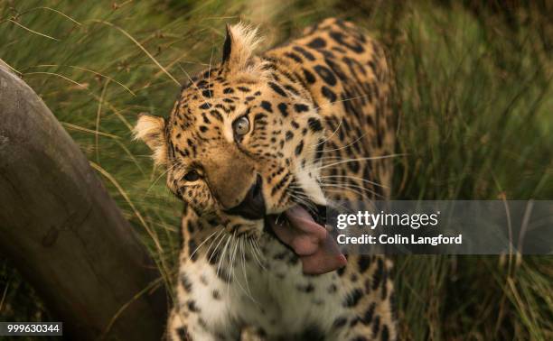 amur leopard series - amur leopard fotografías e imágenes de stock
