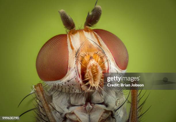 underside of small red eyed fly - facettenauge stock-fotos und bilder