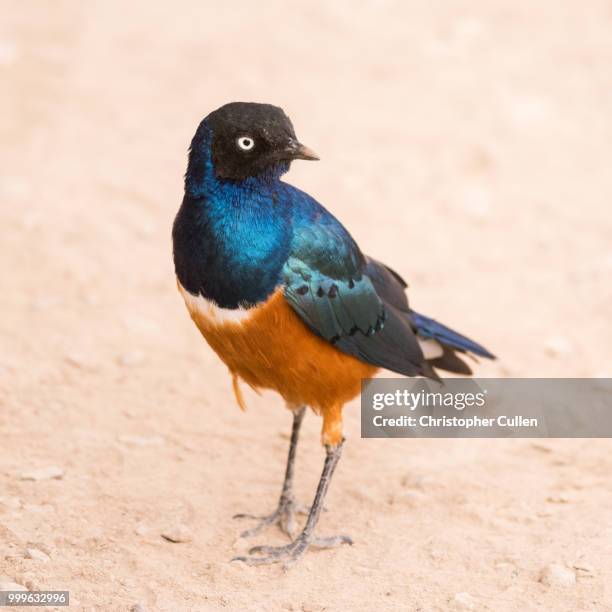 superb starling - superb stock pictures, royalty-free photos & images