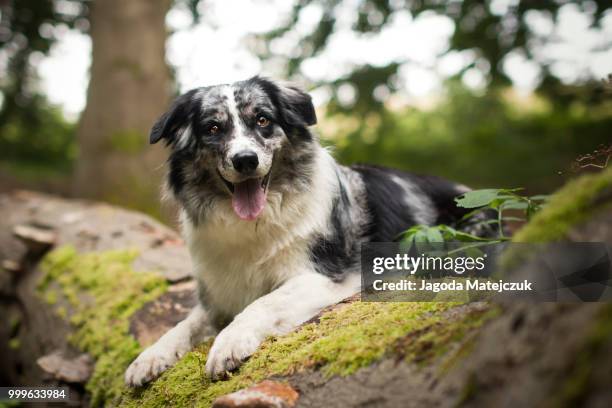dog full of happiness - australian shepherds stock pictures, royalty-free photos & images