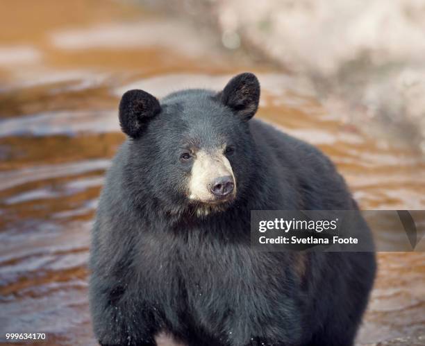 black bear in water - water bear stock pictures, royalty-free photos & images