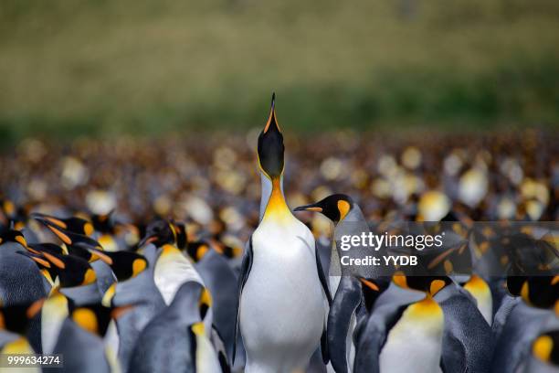 king penguin - isole dell'oceano atlantico meridionale foto e immagini stock