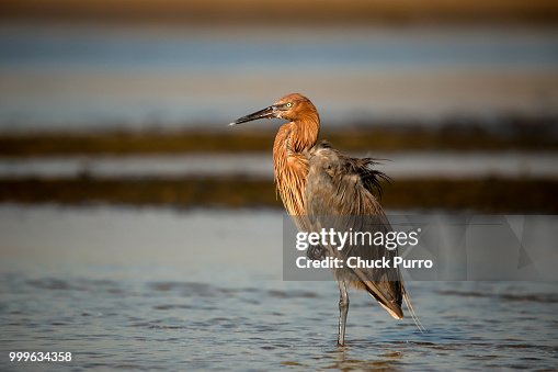 Red Ruffled Bird Big Red Ruffled High-Res Stock Photo - Getty Images