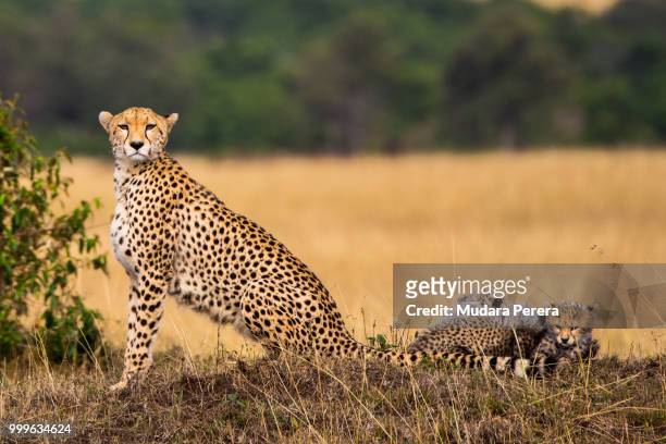 coalition of cheetahs - afrikaans jachtluipaard stockfoto's en -beelden