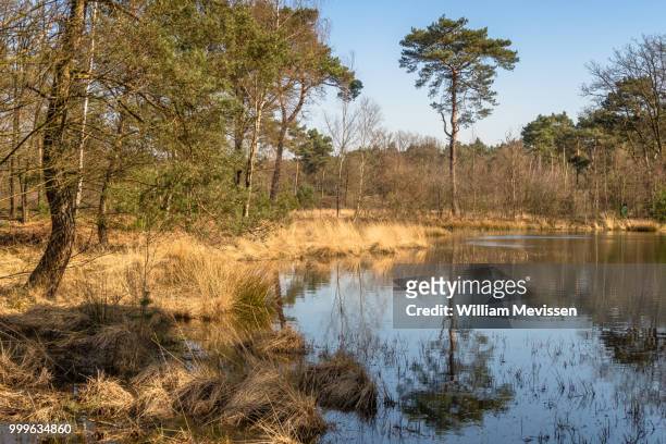 tree reflection - william mevissen stock pictures, royalty-free photos & images