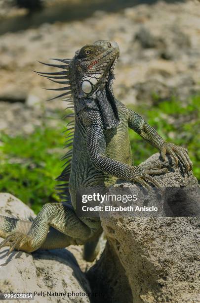 i am the boss - green iguana stock pictures, royalty-free photos & images