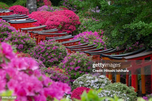 Azalea Path Azalea Path Photos and Premium High Res Pictures - Getty Images