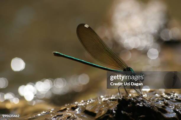 dragonfly - dagan stock pictures, royalty-free photos & images