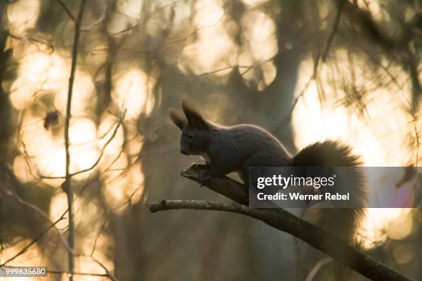 squirrel - werner stock pictures, royalty-free photos & images