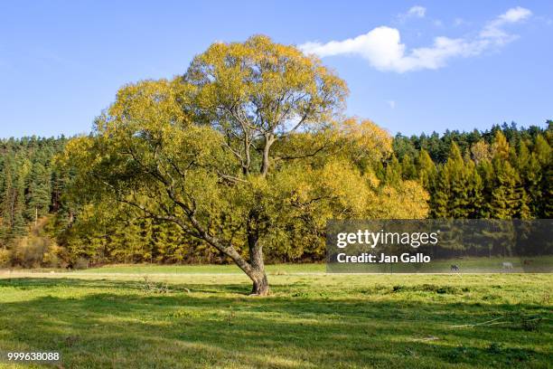 autumn scenery with an old tree - gallo 個照片及圖片檔