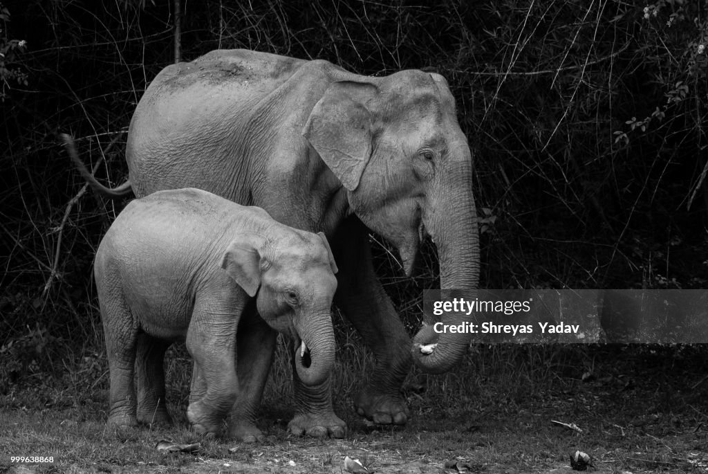 500px Elephant and Calf Bandipura