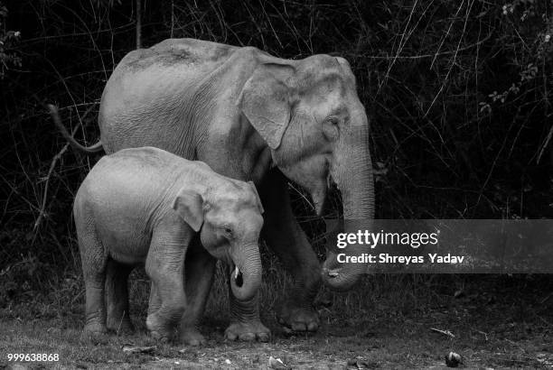 500px elephant and calf bandipura - 500px stock pictures, royalty-free photos & images