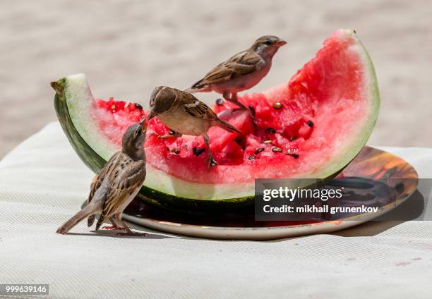 banquet... - house finch stock pictures, royalty-free photos & images