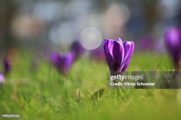 in spring park. - schneider bildbanksfoton och bilder