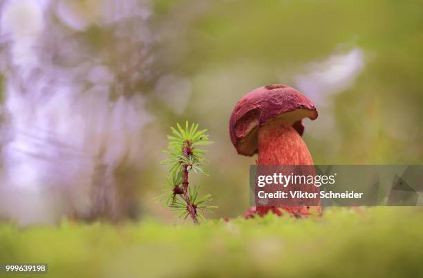 the odd couple in the woods. - schneider stock pictures, royalty-free photos & images
