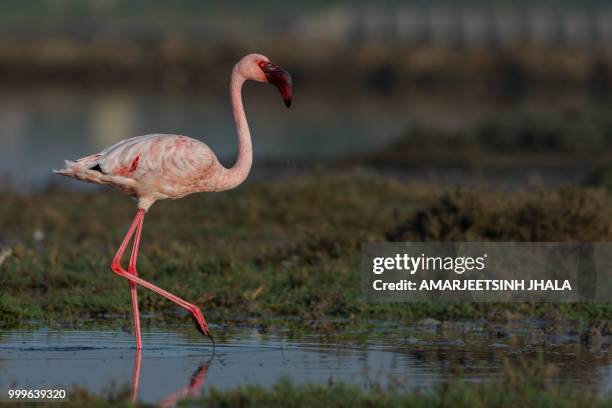 Lesser Flamingo Color 1,931 Lesser Flamingo Stock Photos, High-Res Pictures, and Images ...