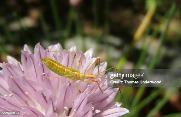 chive bug take 3 - underwood and underwood - fotografias e filmes do acervo