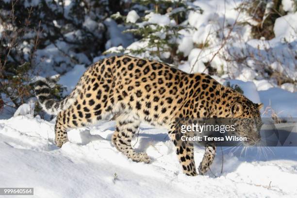 amur leopard - amur leopard fotografías e imágenes de stock