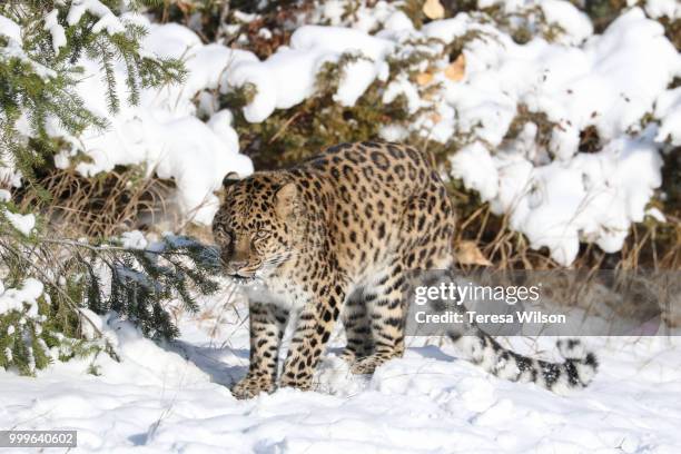 amur leopard - amur leopard fotografías e imágenes de stock