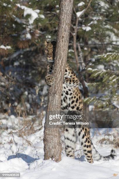 amur leopard - amur leopard fotografías e imágenes de stock