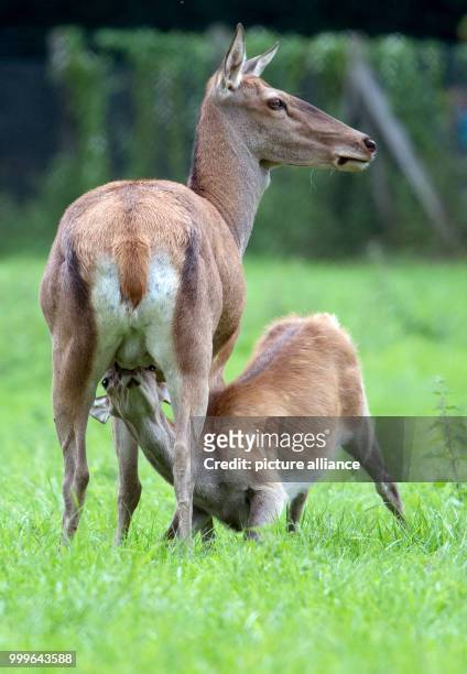 Deer suckles her fawn on the grounds of Gut Leidenhausen in Cologne, Germany, 02 September 2017. Mating season for these animals begins around mid...