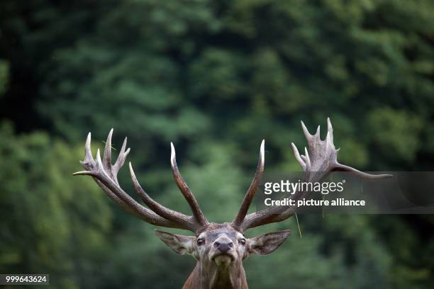 Red deer standing on the grounds of Gut Leidenhausen in Cologne, Germany, 02 September 2017. Mating season for these animals begins around mid...