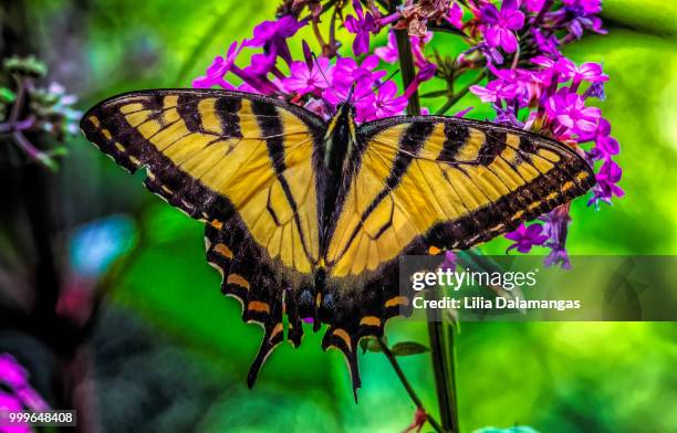 butterfly on the flower - pages of president george washingtons first inaugural address on in u s capitol building stockfoto's en -beelden