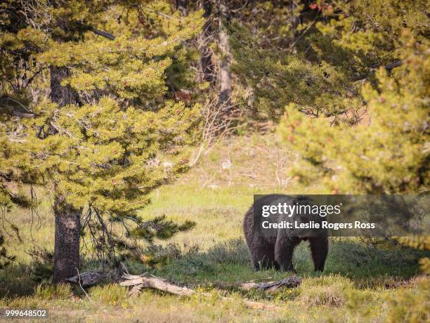 a family of 3 grizzly bears, a mom and two cubs - leslie stock pictures, royalty-free photos & images