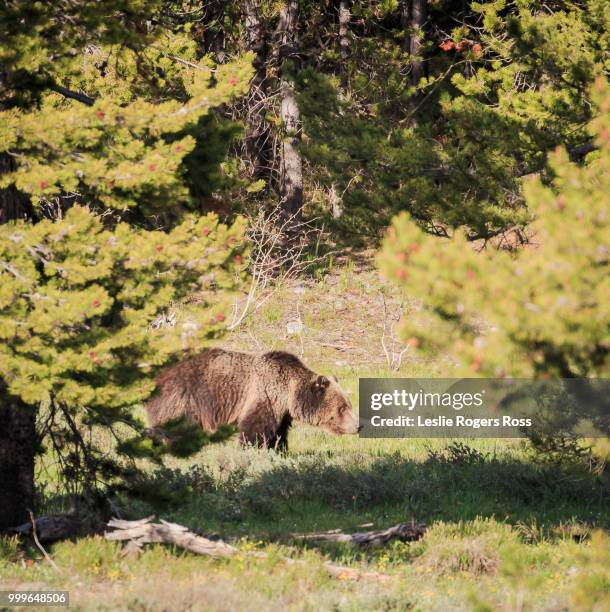 a family of 3 grizzly bears, a mom and two cubs - leslie stock pictures, royalty-free photos & images