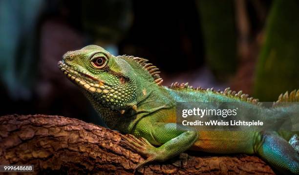leguan eyes - lichtspiele stock pictures, royalty-free photos & images