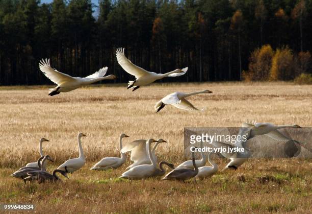 swans,,,, - magellangans stock-fotos und bilder