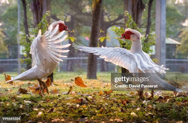 goose confrontation - muscovy duck stockfoto's en -beelden