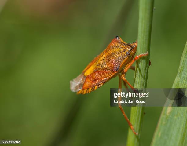 summer shield bug - schnabelkerfe stock-fotos und bilder