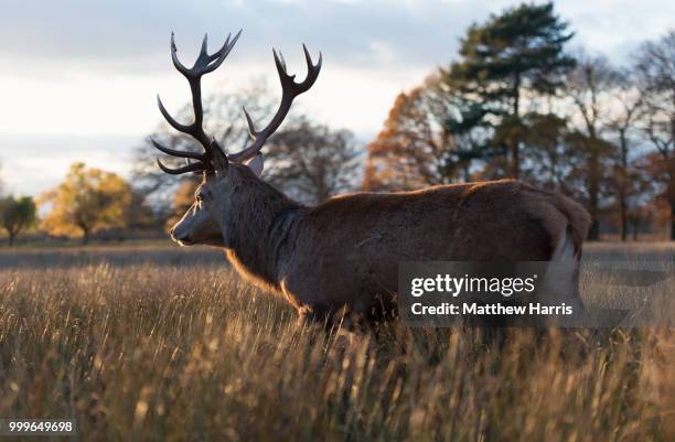 bushy park - bushy fotografías e imágenes de stock