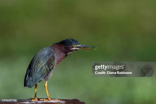 green heron (butorides virescens) at lake okeechobee, florida - lake okeechobee stock pictures, royalty-free photos & images