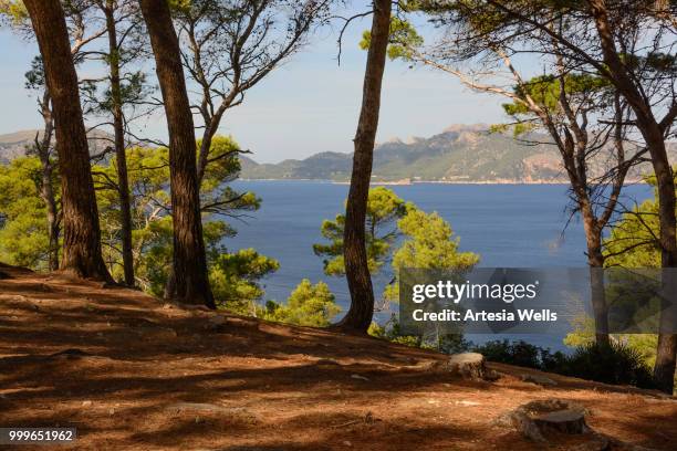 view with trees pollensa bay - pollensa stock pictures, royalty-free photos & images