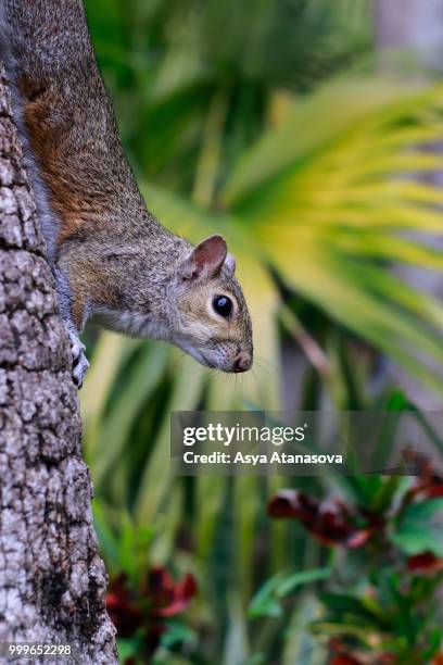 squirrel - tree squirrel stockfoto's en -beelden