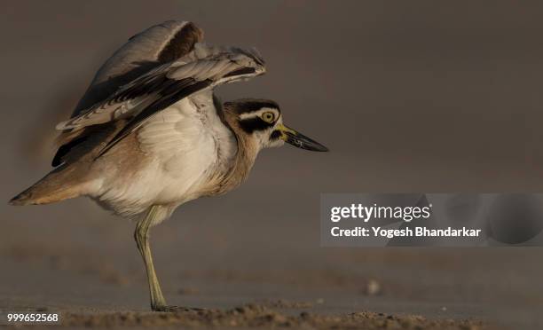 greater stone curlew - greater than fotografías e imágenes de stock