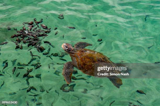 easter island sea turtle - turtle island stock-fotos und bilder